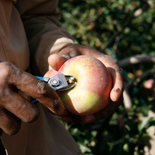 Tijera Cosecha Manzana/Citricos M14 L